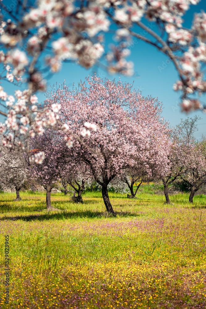 Spring in Cyprus - beautiful almond blossoming trees in the village of Klirou near Nicosia, Cyprus