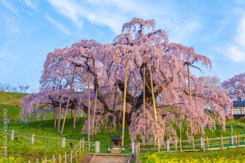 福島県、満開の三春滝桜