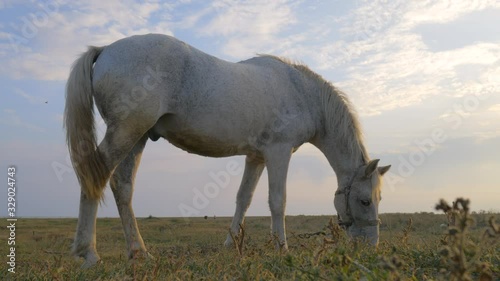 Horse tied in a meadow.  Horse eats grass and runs against the backdrop of a colorful sunset. 4k