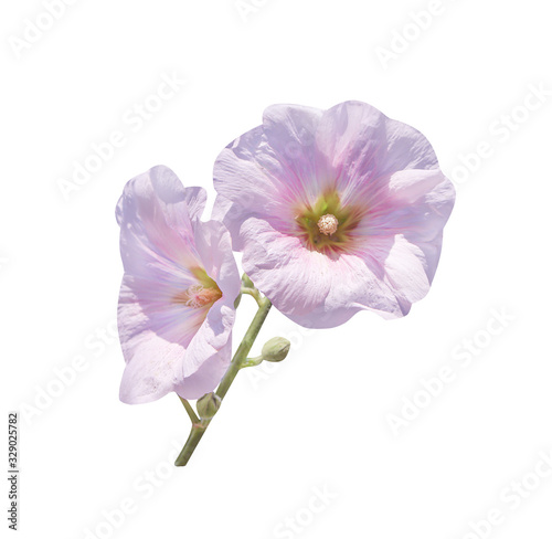 Light pink hollyhock or alcea rosea blooming isolated on white background , clipping path
