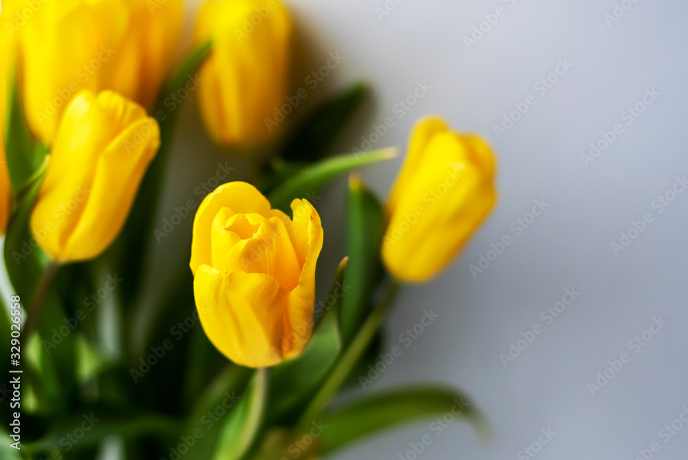 Yellow tulips on a white background Yellow tulips on a white background