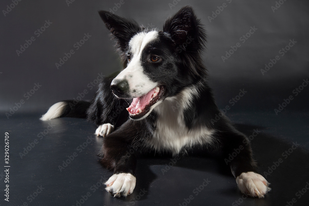 Border Collie puppy Border Collie puppy
