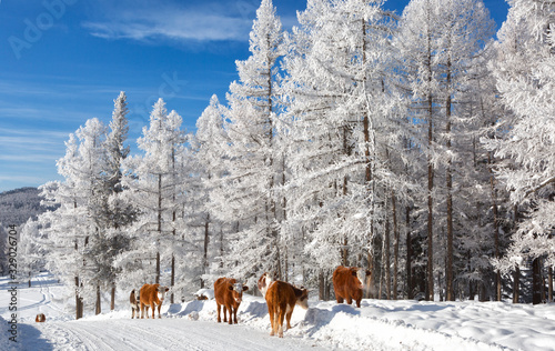 A herd of cows in the winter on the road, among the snowy trees. Altai Mountains, Russia