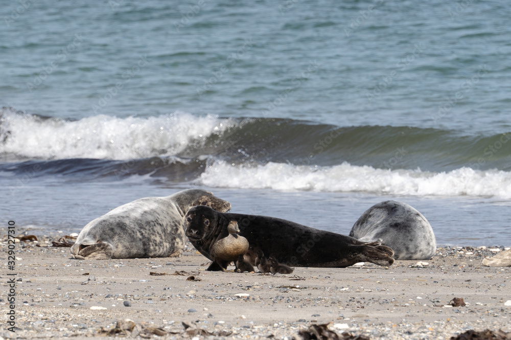 Fototapeta premium kegelrobbe auf Helgoland