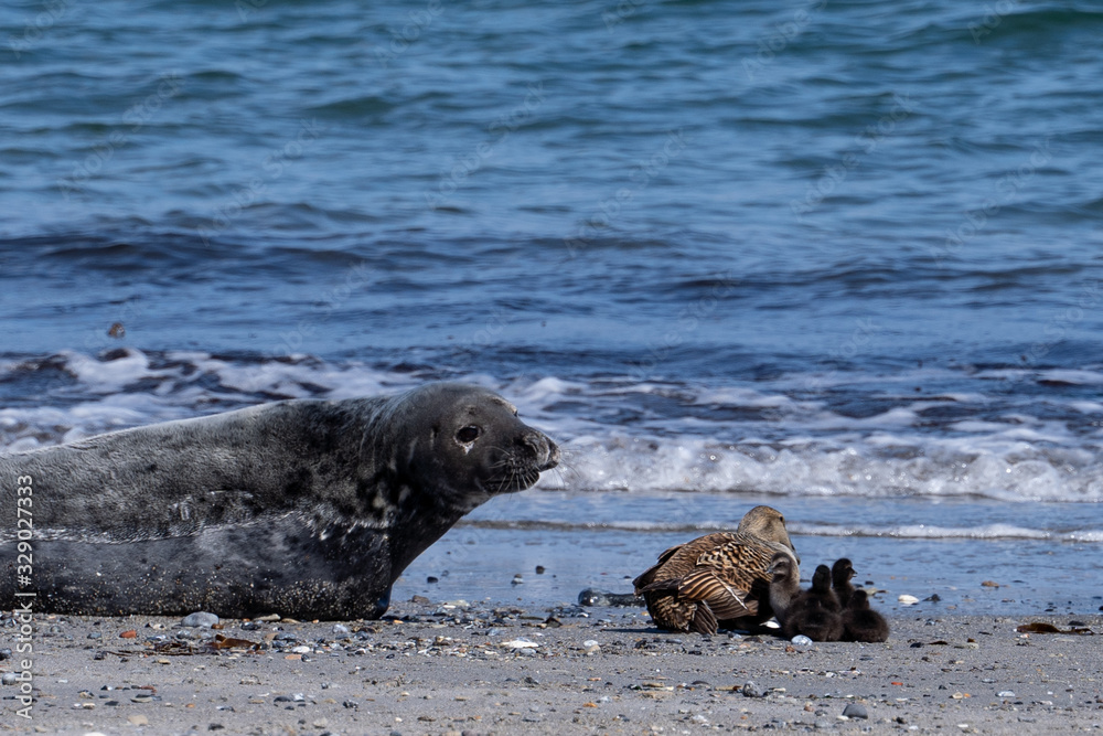 Obraz premium Kegelrobben auf Helgoland