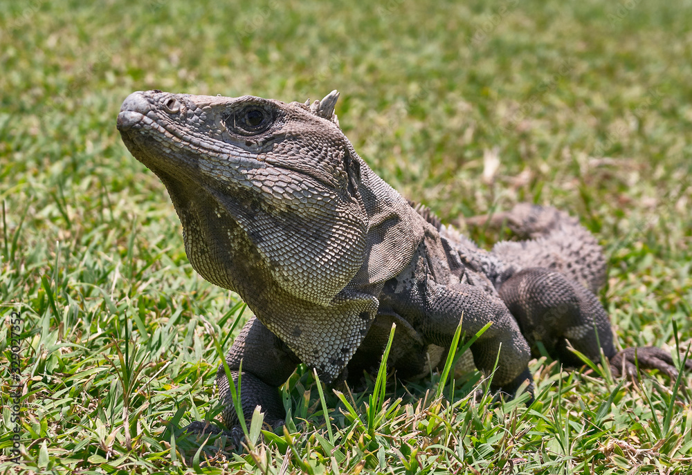 Fototapeta premium Iguana in Mexico
