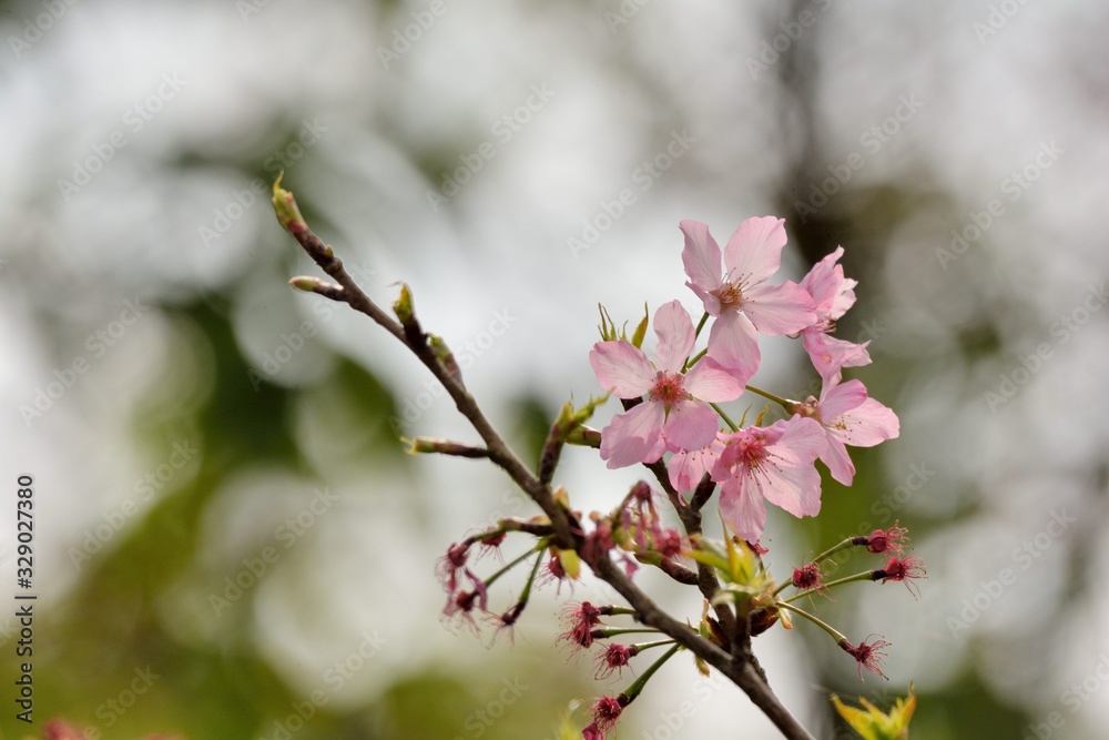 Kawazu cherry blossoms(Prunus lannesiana cv. Kawazu-zakura) Kawazu cherry blossoms(Prunus lannesiana cv. Kawazu-zakura)