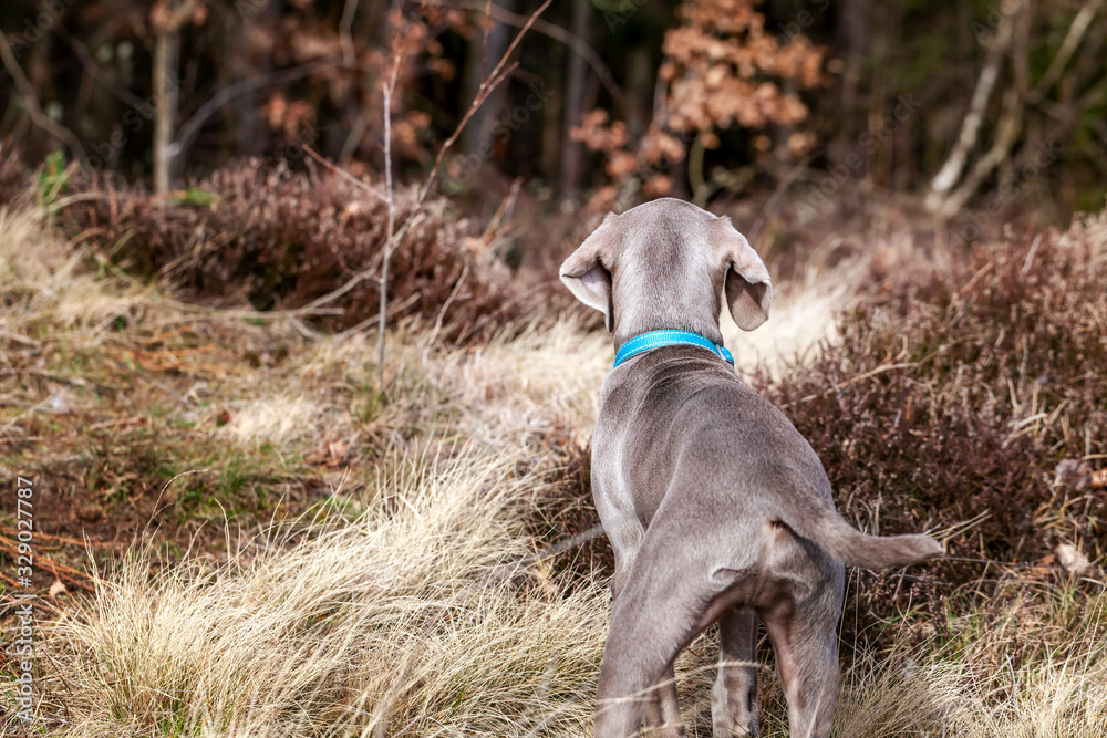 Weimaraner Welpe entdeckt seine neue Welt Weimaraner Welpe entdeckt seine neue Welt