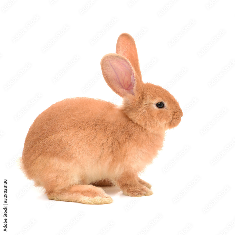 Fototapeta premium orange rabbit on white background 