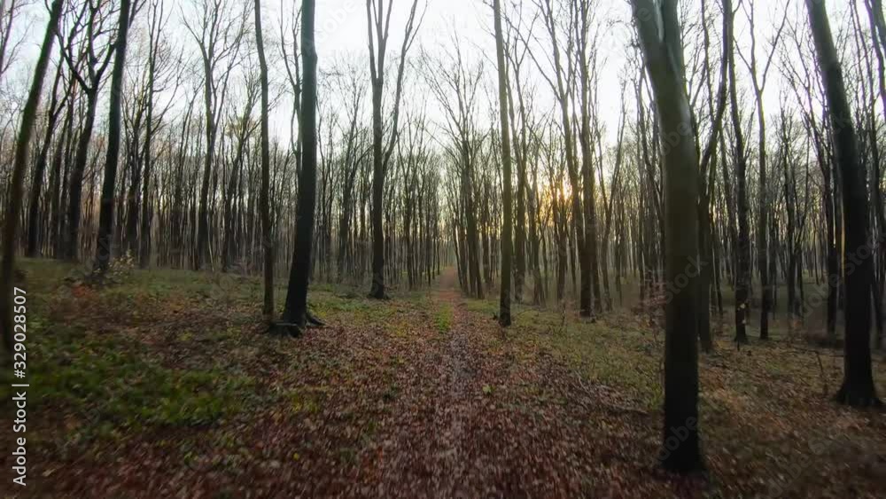 FPV drone flight quickly and maneuverable through an autumn forest at sunset FPV drone flight quickly and maneuverable through an autumn forest at sunset