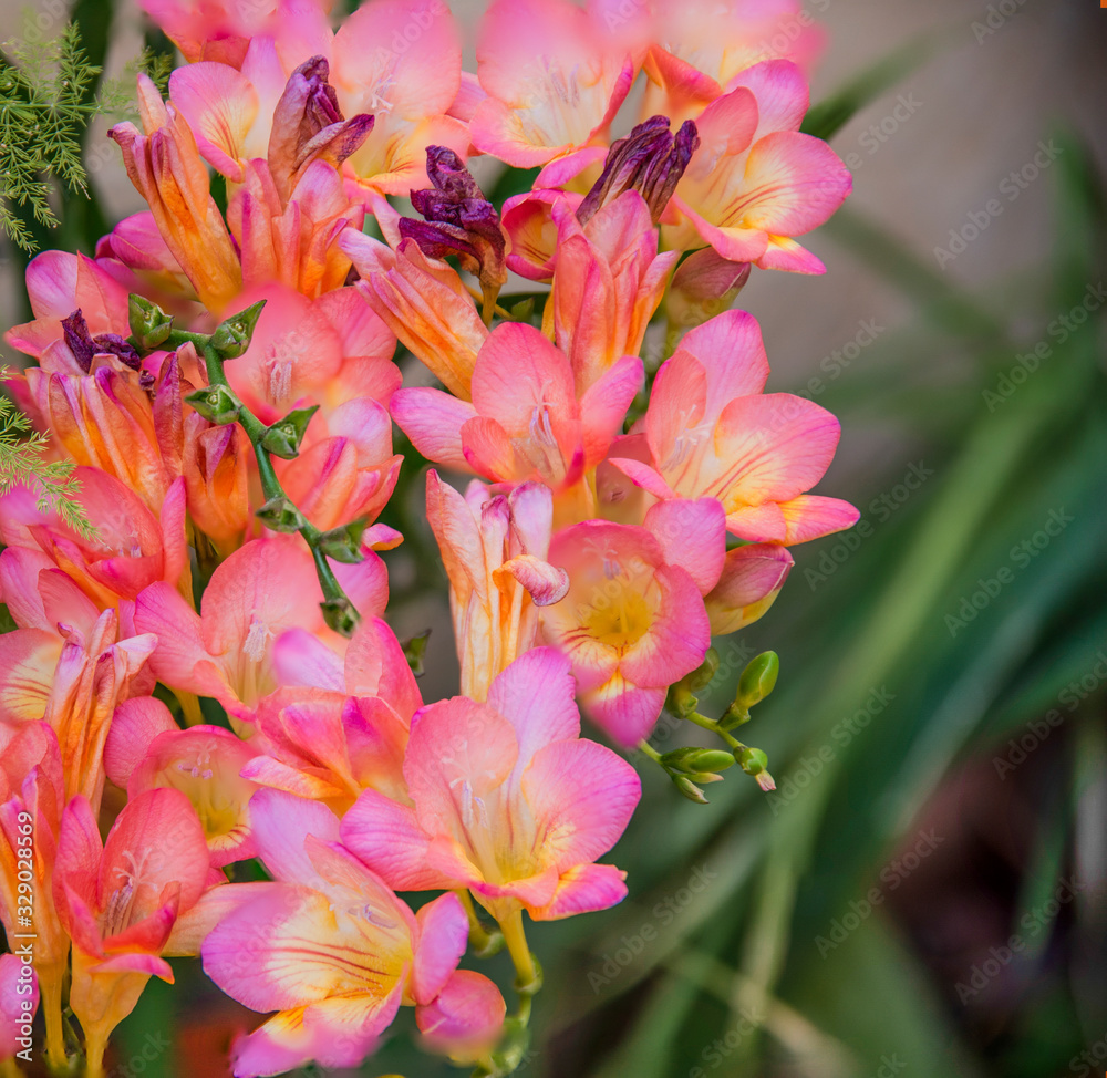 Beautiful and colorful bouquet of freesias in an interior space with high decorative value and showing in detail the set of its vegetal nature Beautiful and colorful bouquet of freesias in an interior space with high decorative value and showing in detail the set of its vegetal nature