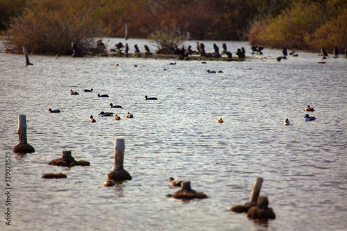 birds in the wild nature