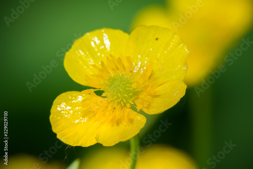 Little yellow flower. Blooming cinquefoil erect (galangal) photo