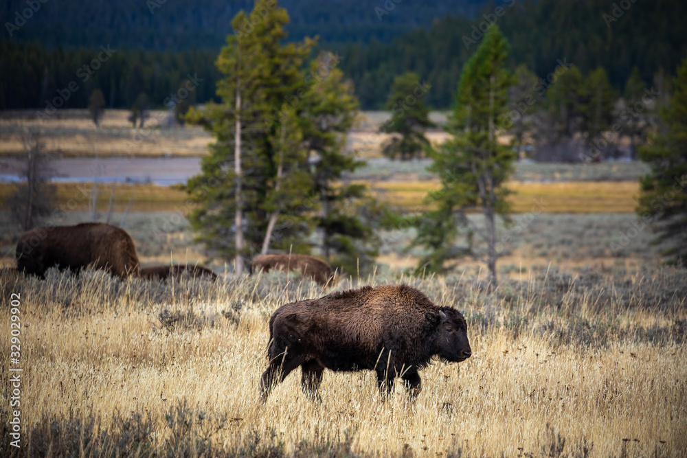 American bisons on grass field in Yellowstone. American bisons on grass field in Yellowstone.