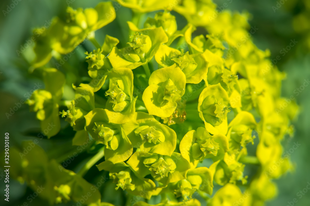 Φωτογραφία Sprigs of bright yellow flowers of spurge in the blurred green background