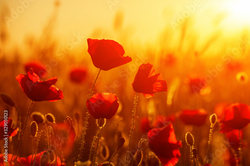 Bright red poppies in a field at sunset