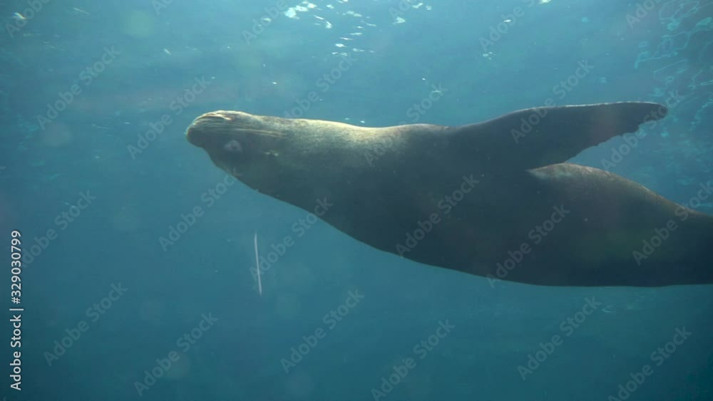 Close-up of a Sea lion floating of
belly up, in a cloudy water. Close-up of a Sea lion floating of
belly up, in a cloudy water.