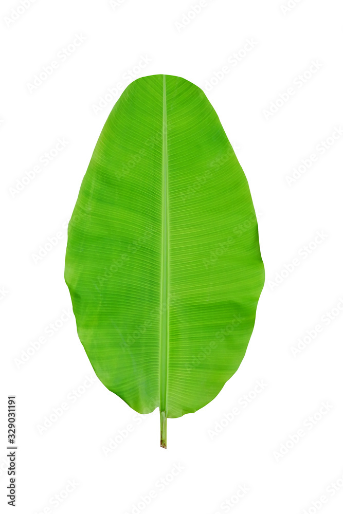 Banana leaf on a white background isolated and clipping path included Banana leaf on a white background isolated and clipping path included