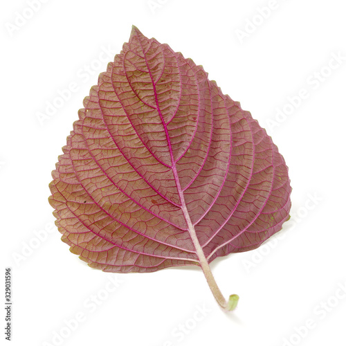 Perilla (Shiso) Leaf on white background photo