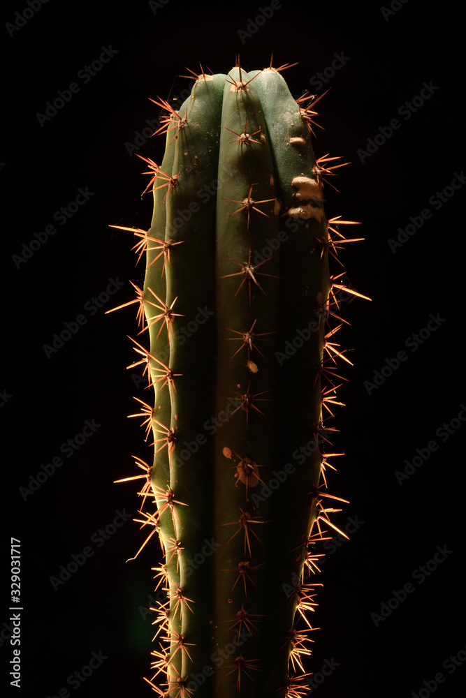 Naklejka premium A columnar cactus, backlit to highlight the spines