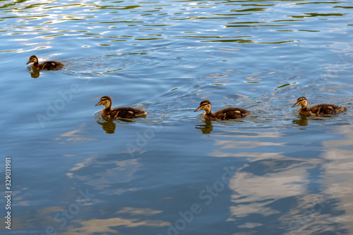 A group of young ducklings floating in the water in which the sky and clouds are reflected. © Konstantin