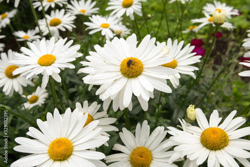 Beetle sits on White daisies in the field in sunny weather
