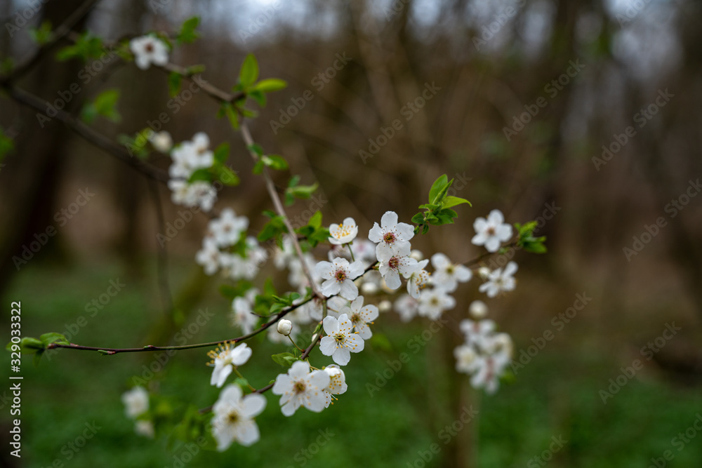 Weiße Blüten Weiße Blüten