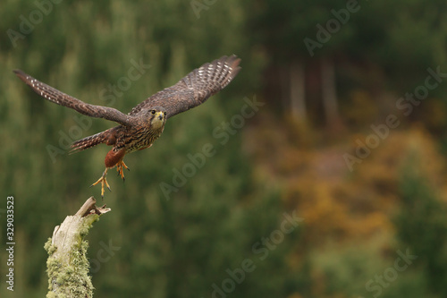 A New Zealand native falcon, or karearea, takes off from a dead tree