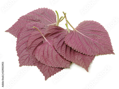 Perilla (Shiso) Leaf on white background photo