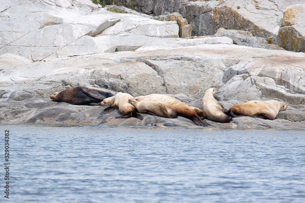Fototapeta premium A group of golden brown sea lions sunning themselves on rocks by the water in Tofino, Canada