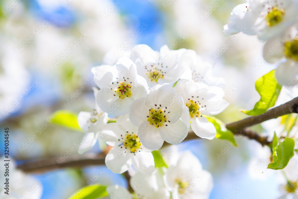 Beautiful closeup spring blossoming tree. Japanese spring scenics Spring flowers Spring Background. Blossom tree over nature background.