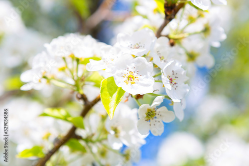 Beautiful closeup spring blossoming tree. Japanese spring scenics Spring flowers Spring Background. Blossom tree over nature background.