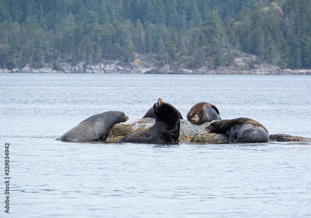 A group of golden brown sea lions sunning themselves on rocks by the water in Tofino, Canada A group of golden brown sea lions sunning themselves on rocks by the water in Tofino, Canada