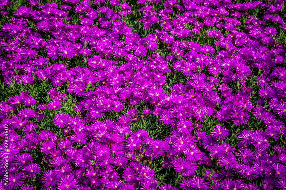 Obraz premium Spring flower fair on Piazza Bra in Verona. Verona, Veneto, Italy