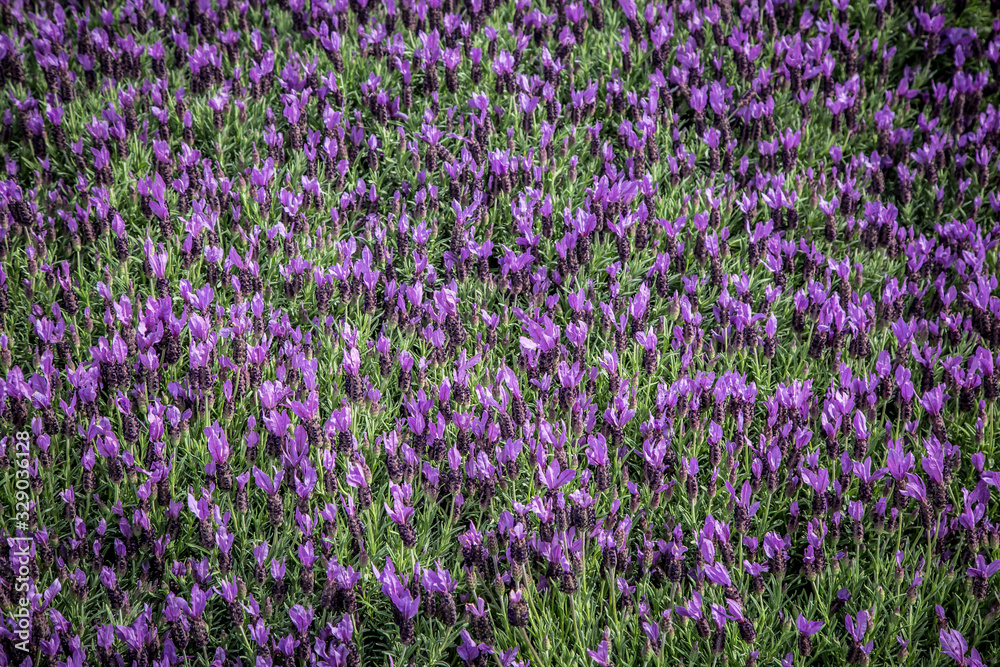 Naklejka premium Spring flower fair on Piazza Bra in Verona. Verona, Veneto, Italy
