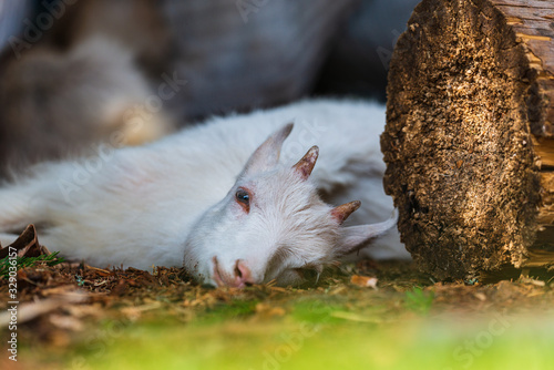 Young goat lying down, Arvselen, Sweden