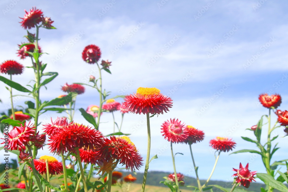 Group of Xerochrysum bracteatum, commonly known as the golden everlasting or strawflower. 'Strawburst red', showing red bracts and orange central disc on blue sky background. Group of Xerochrysum bracteatum, commonly known as the golden everlasting or strawflower. 'Strawburst red', showing red bracts and orange central disc on blue sky background.