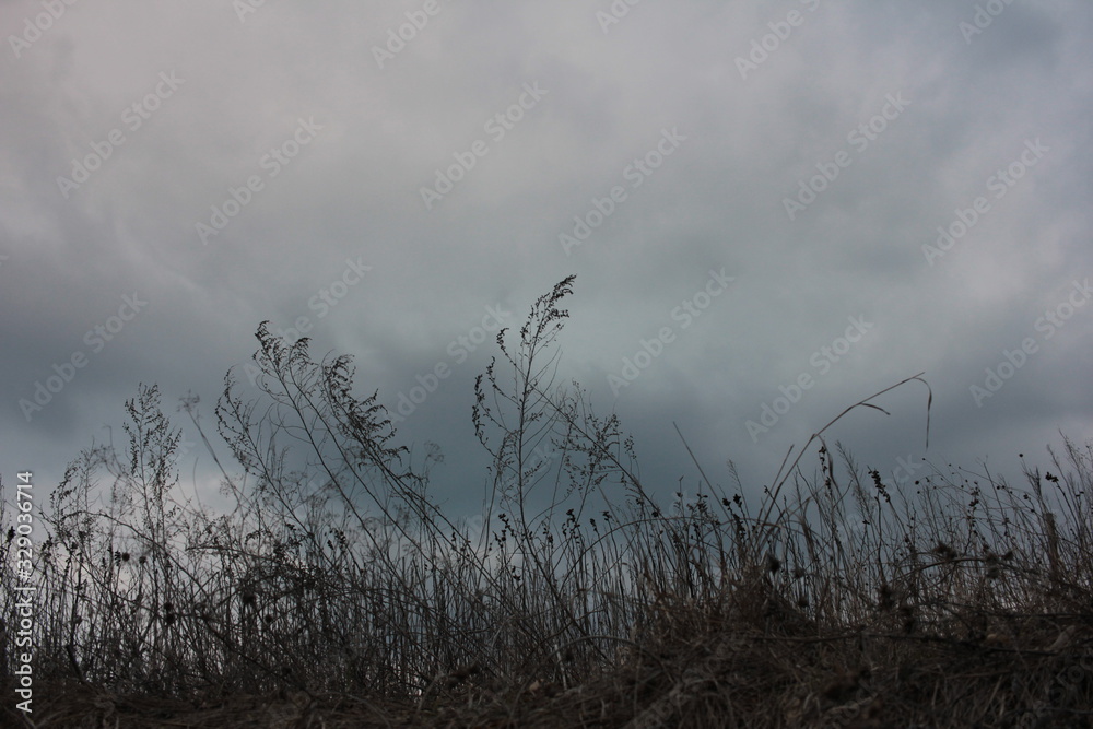 Spring landscape with grass silhouettes  on stormy sky with heavy scenic clouds background