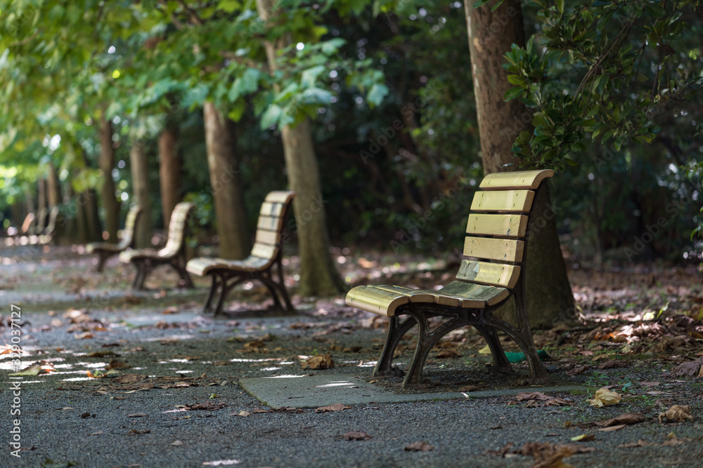 Urban park with green trees and wooden benches. Park alley Urban park with green trees and wooden benches. Park alley