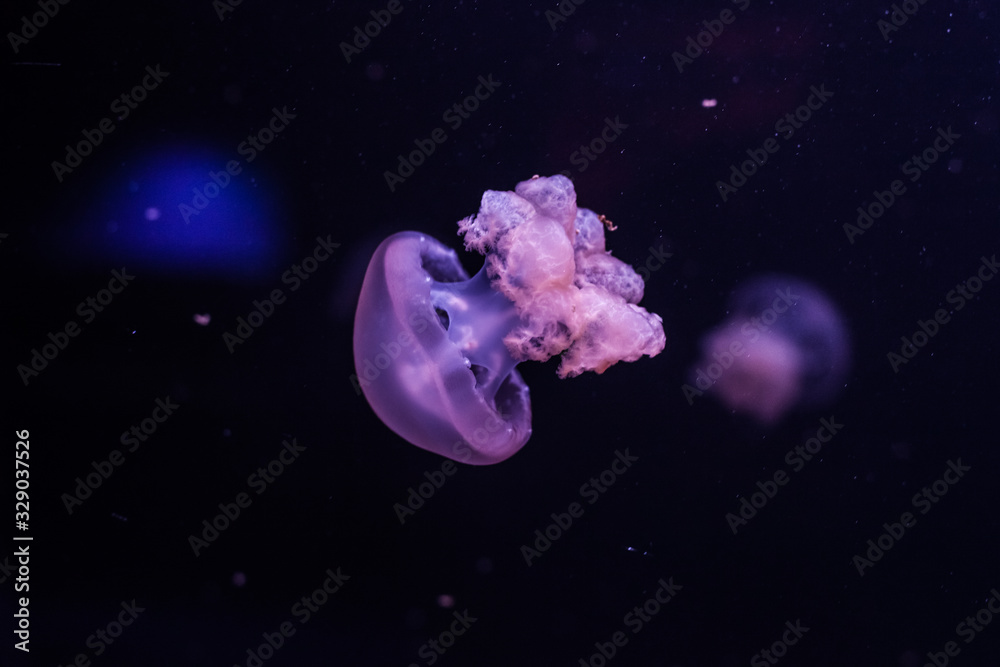Obraz premium Marble jellyfish, lychnorhiza lucerna, close up.