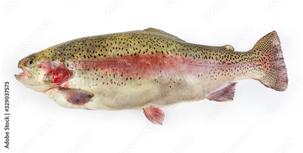 Fresh uncooked rainbow trout on a white background Fresh uncooked rainbow trout on a white background