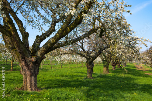 Alte blühende Kirschbäume in Wiesbaden-Frauenstein/Deutschland an einem sonnigen Frühlingstag