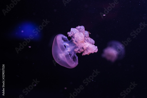 Marble jellyfish, lychnorhiza lucerna, close up.