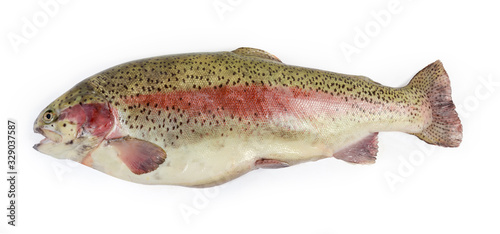 Fresh uncooked rainbow trout on a white background