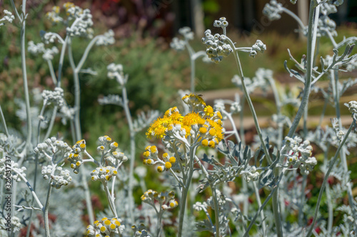 Silver ragwort yellow flowers on the flowerbed. Jacobaea Maritima blooming plant