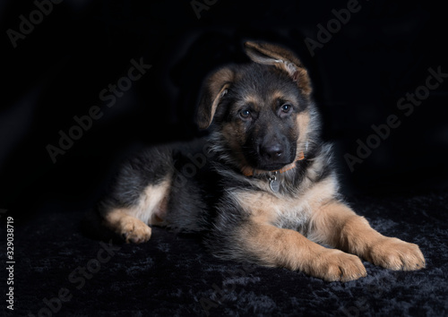small cute german shephard puppy lying on black background and looking straight into the camera