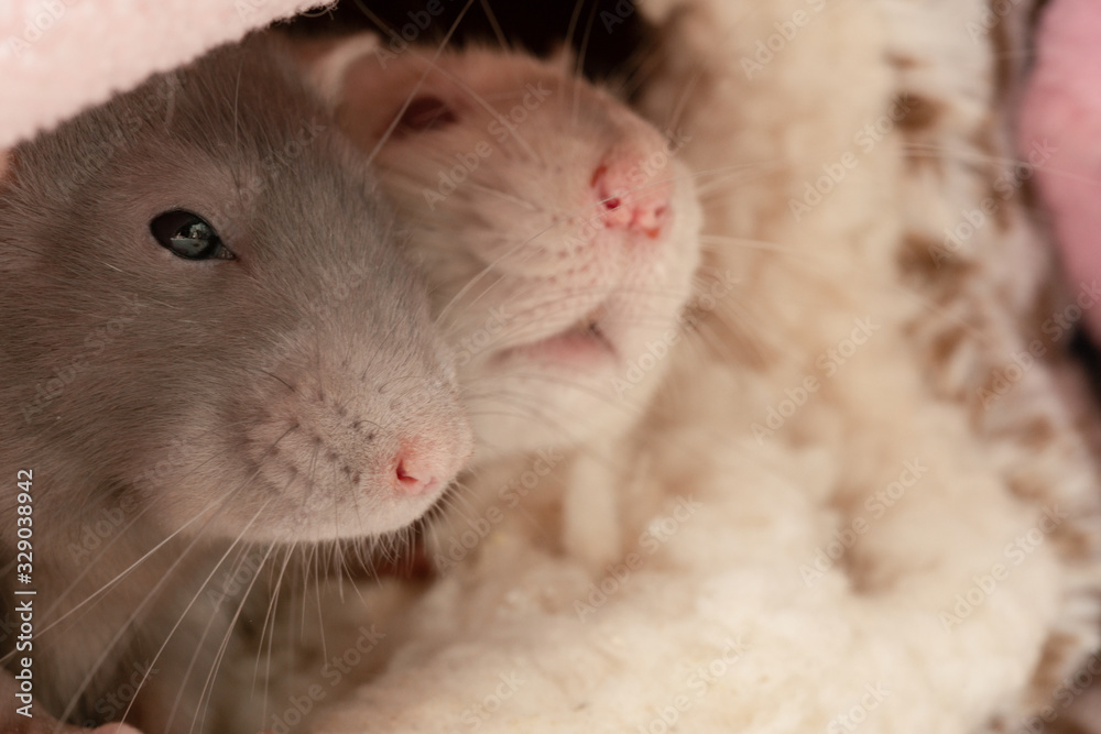 Two pet rats in their bed Two pet rats in their bed