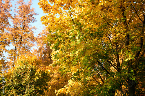 Forest trees with autumn foliage. Green and yellow maple leaves.