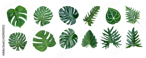 Monstera and Fern plant leaves, the tropical evergreen vine isolated on white background,