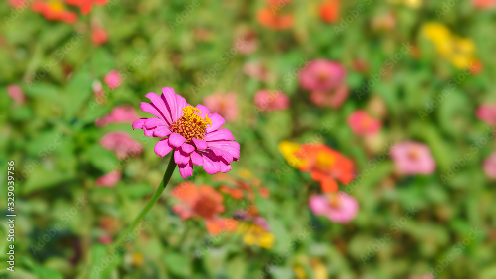 Beautiful flower with blurred background in garden. Copy space Beautiful flower with blurred background in garden. Copy space